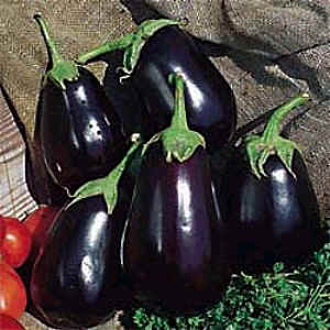 Black Beauty - Aubergine