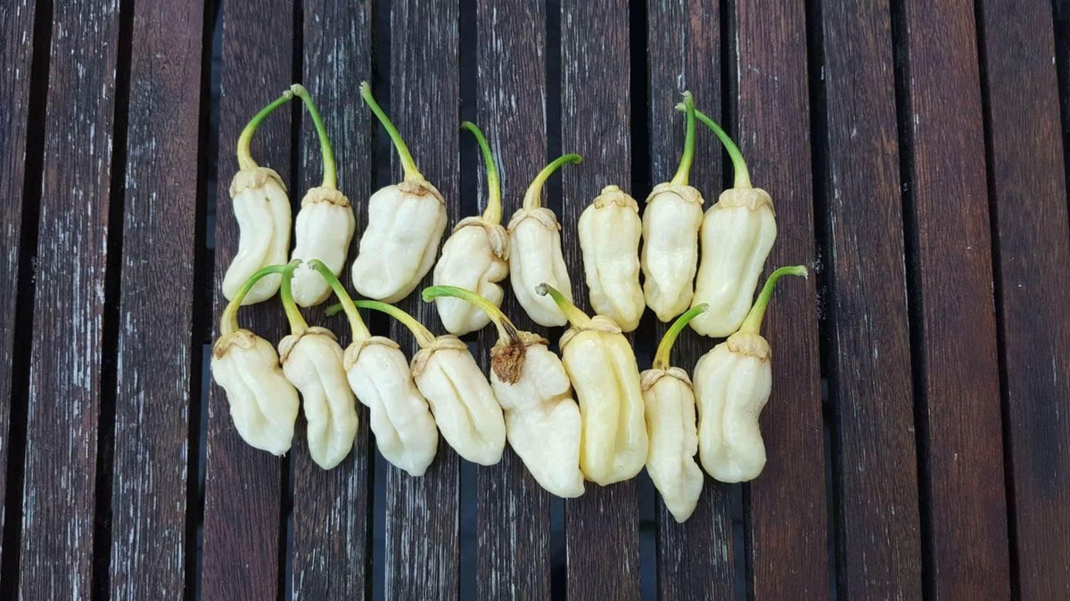 Bleeding White - 50 gram friske frugter
