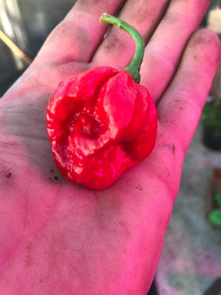 Rimmerhus Bloody Mary - C. chinense