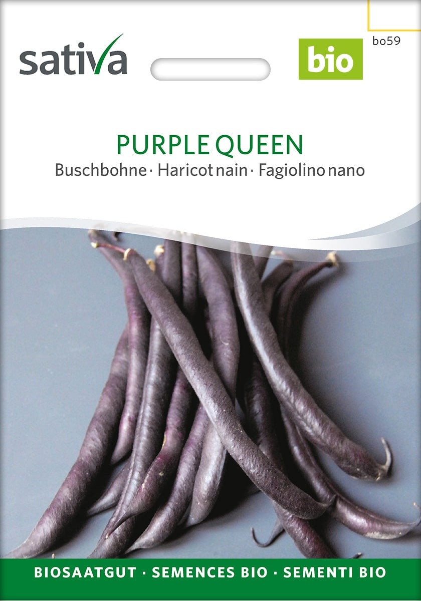 Buskbønne - Purple Queen - ØKO