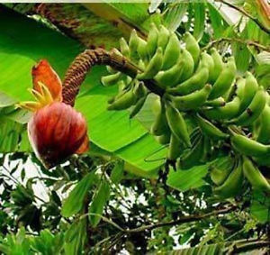 Musa Borneensis var. Borneensis