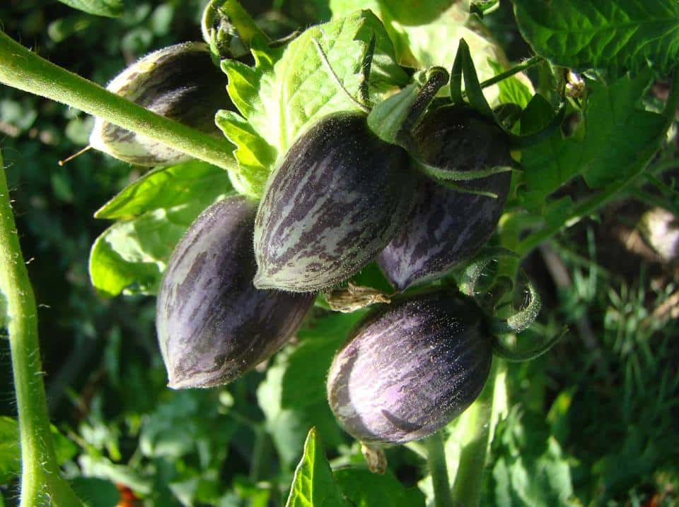 Tomat - Brads Atomic Grape