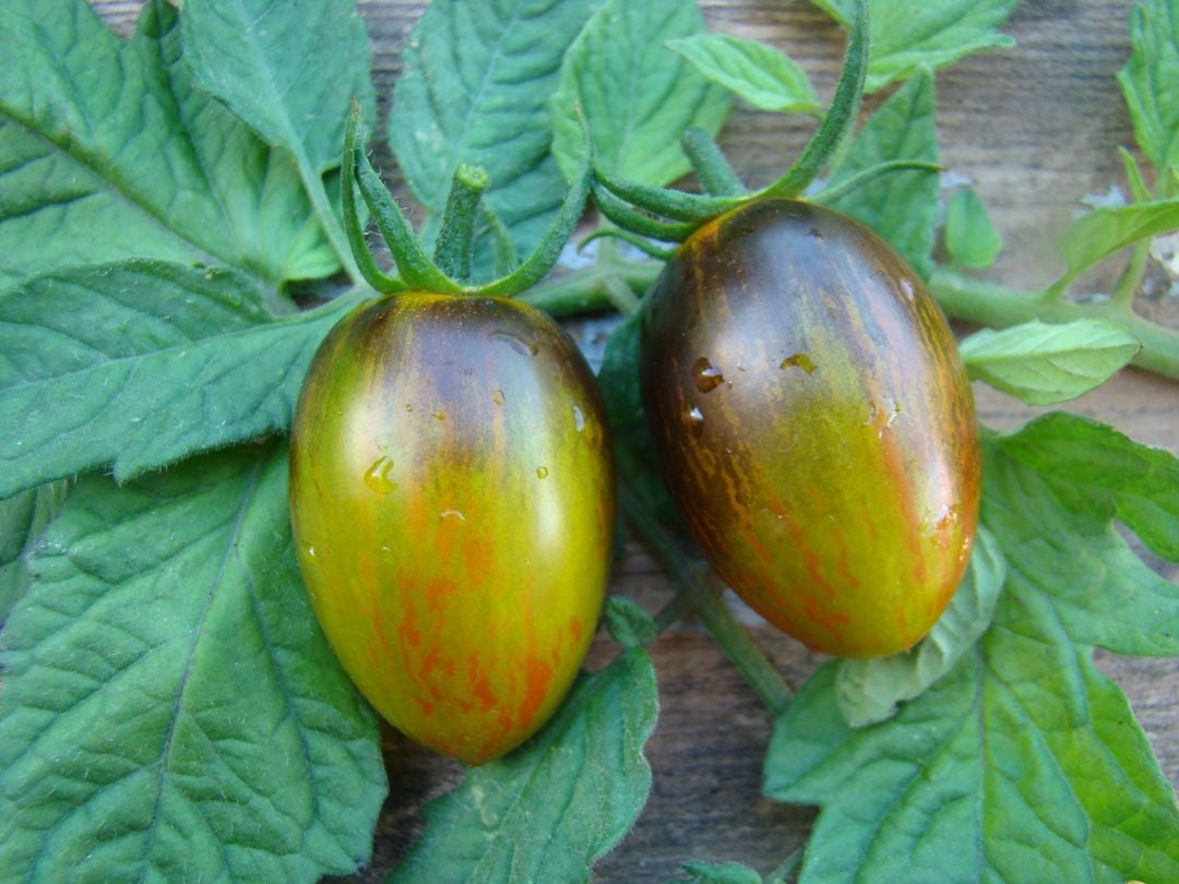 Tomat - Brads Atomic Grape