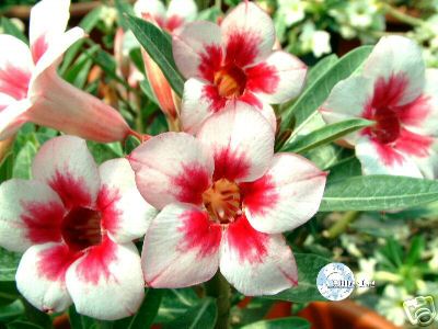 Ørkenrose - Adenium 'Bright Gem'