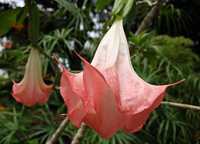 Engletrompet - Brugmansia Suaveolens