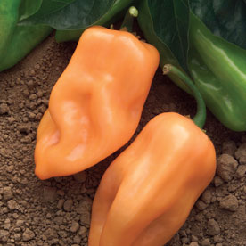 Burning Bush Habanero - C. chinense
