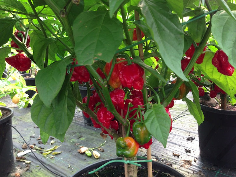 Trinidad Scorpion 'Butch T' - Plante