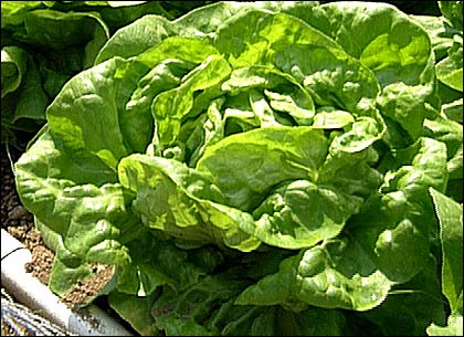 Buttercrunch - Sommersalat