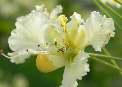 Påfugleblomst Cream - Caesalpinia pulcherrina