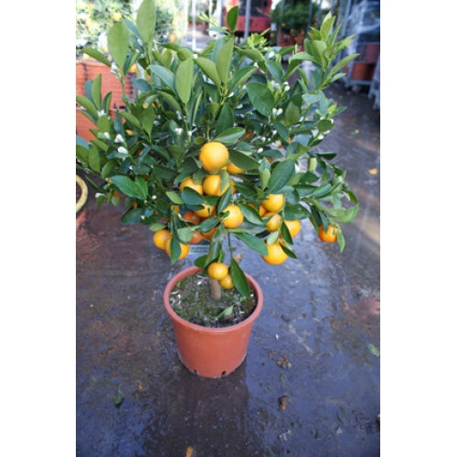 Calamondin - Stueappelsin
