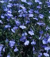 Kantlobelie - Cambridge Blue - Lobelia erinus