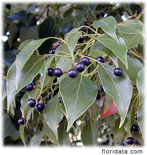 Kamfer - Cinnamomum camphora