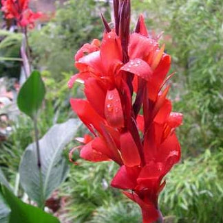 Canna indica, Red - 1 Rhizom