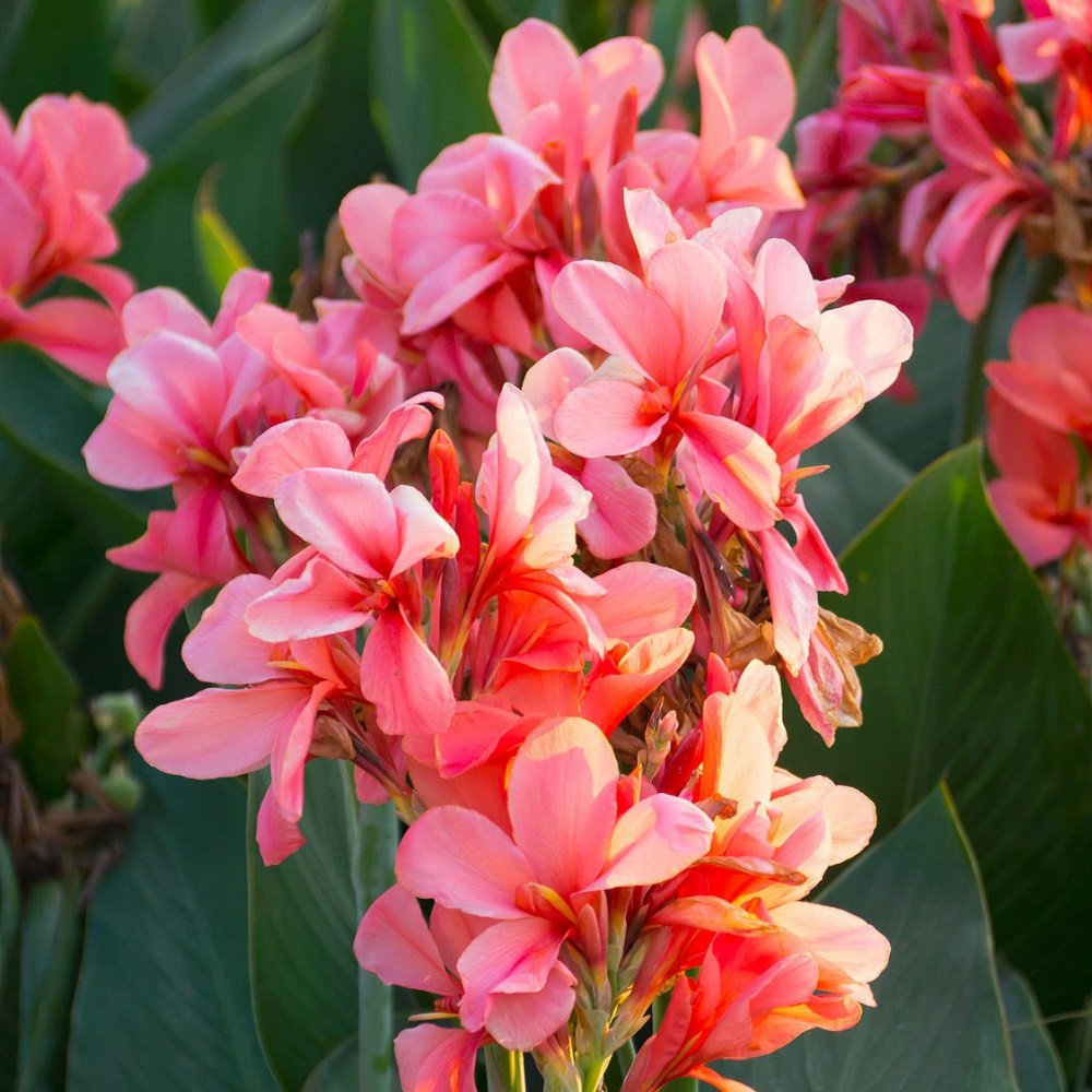 Canna - City of Portland, pink - 2 rhizomer