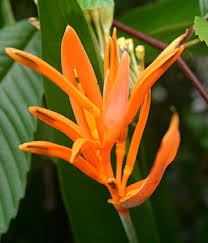 Canna Jaegeriana