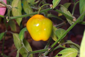 Rocoto Canario - Chilli