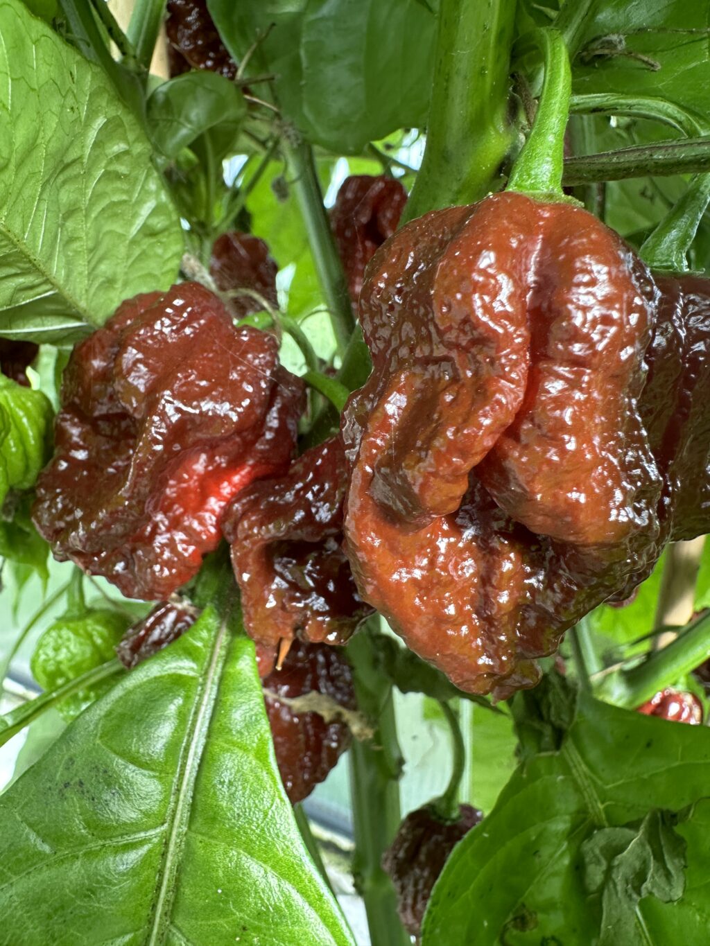 7 Pot Caramel  – C. chinense