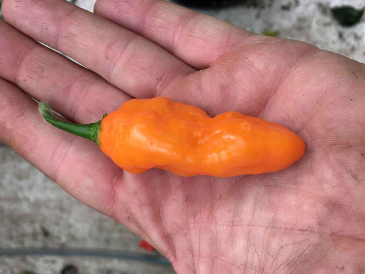 Sherwoods Carbonero - C. chinense