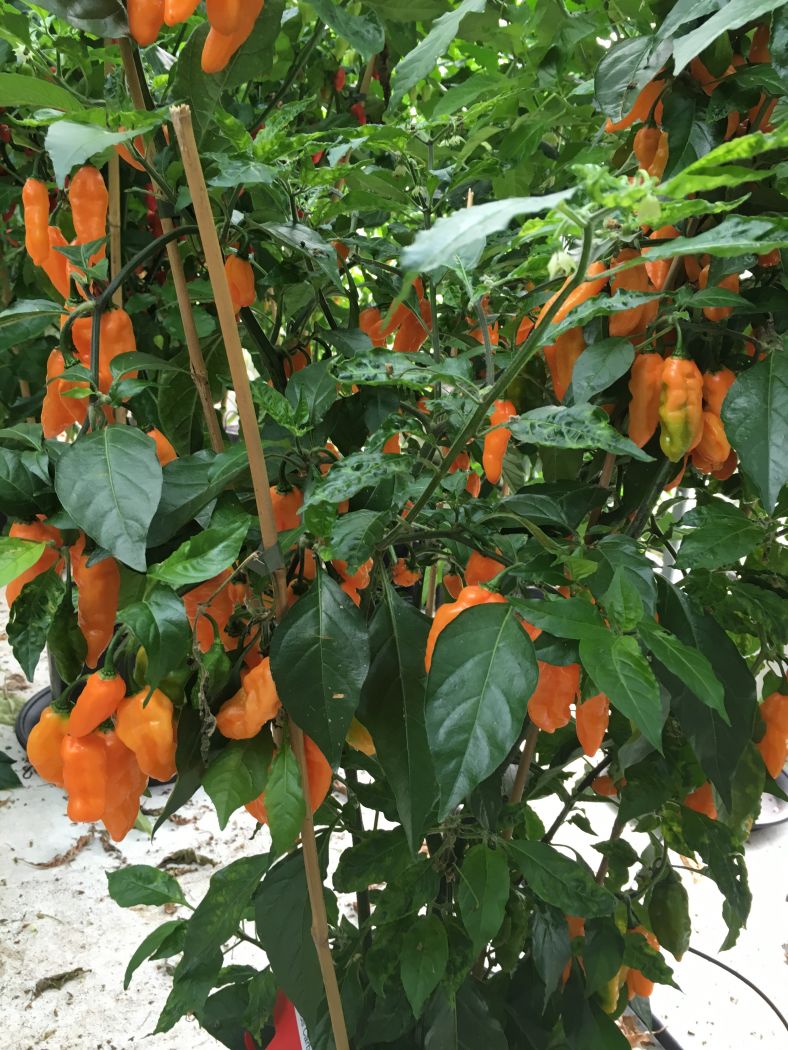 Sherwoods Carbonero - C. chinense