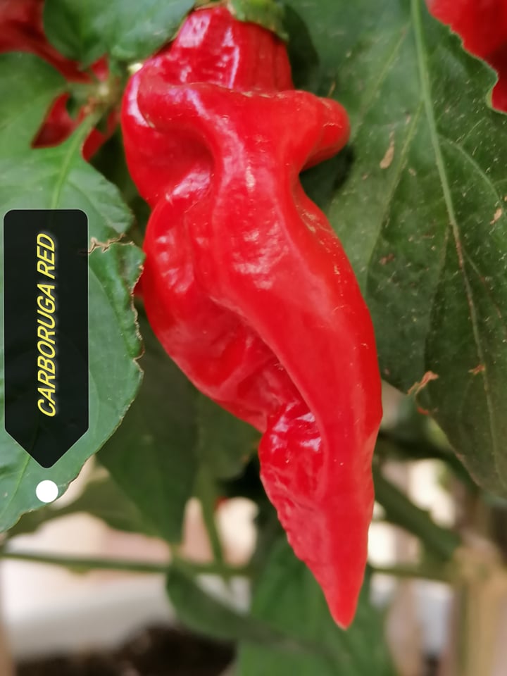 Carboruga Red - C. chinense