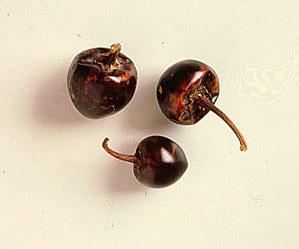Cascabel (Rattlesnake)