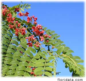 Cassia Marginata – red Shower tree