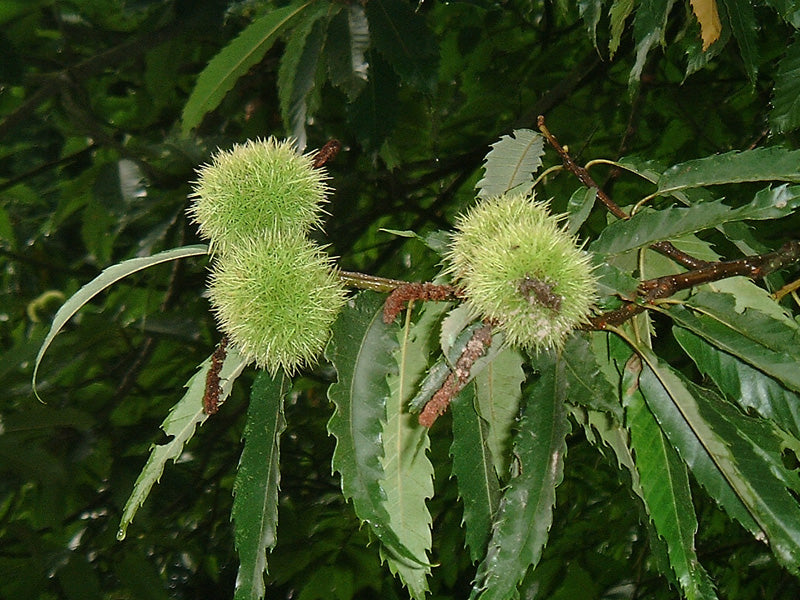 Ægte Kastanje - Castanea sativa