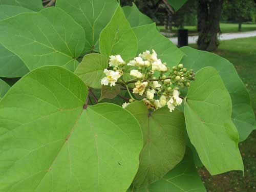 Kinesisk Trompetkrone - catalpa ovata