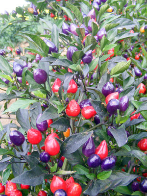 Numex Centennial Hot - C. annuum