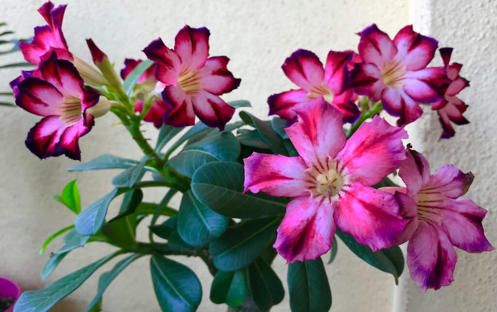 Ørkenrose - Adenium obesum - Mix