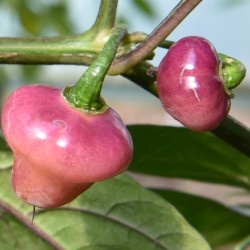 Cheiro Roxa - C.chinense
