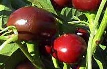 Chocolate Cherry - Chilli