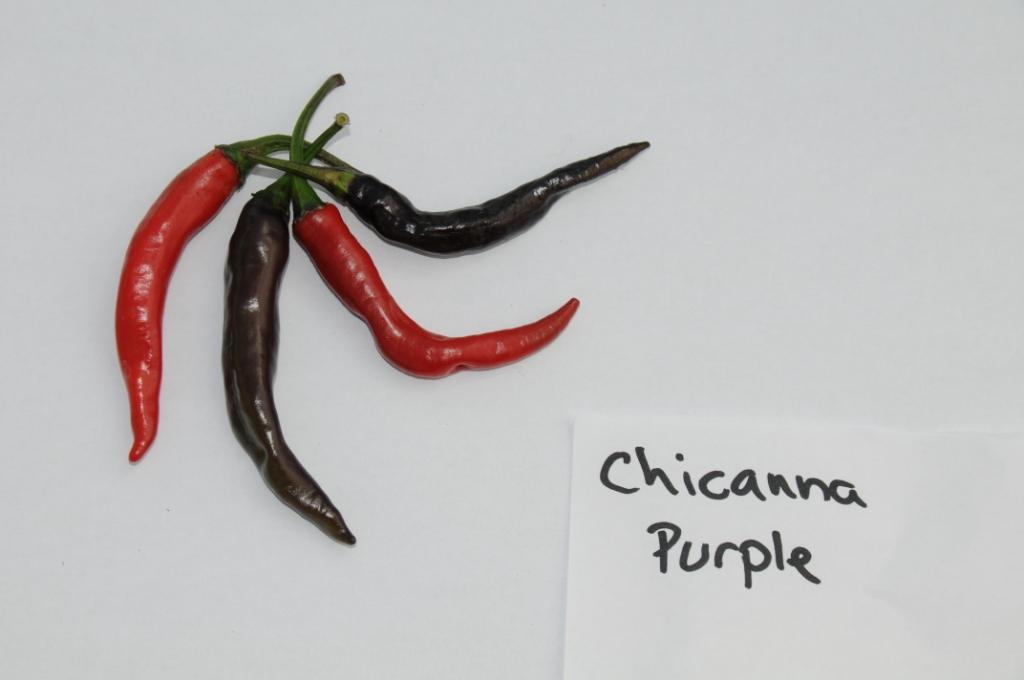 Chicanna Purple – C. annuum