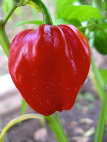 Habañero Red - C. chinense - Plante
