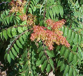 Tree of Heaven - Ailanthus altissima