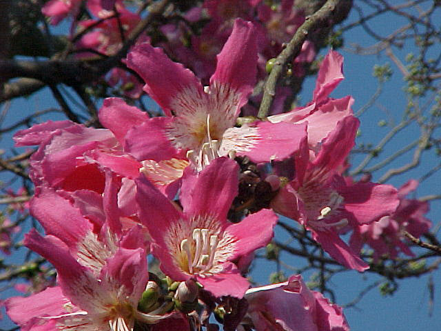 Floss Silktree - Chorisia speciosa