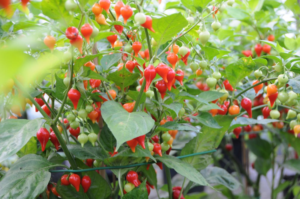 Chupetinho Red - C. chinense