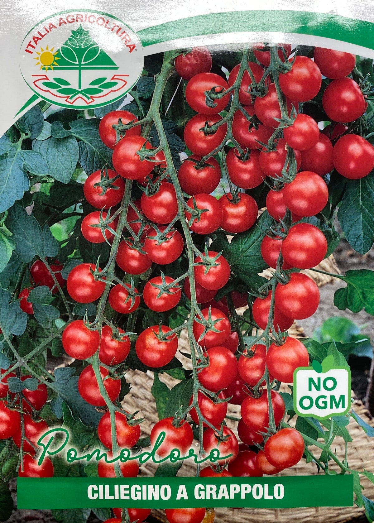 Cherrytomat - Ciliecino a Grappolo - Solanum Lycopersicum L -  Italia