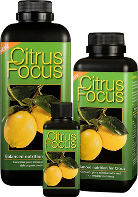 GT Citrus Focus 1 Liter