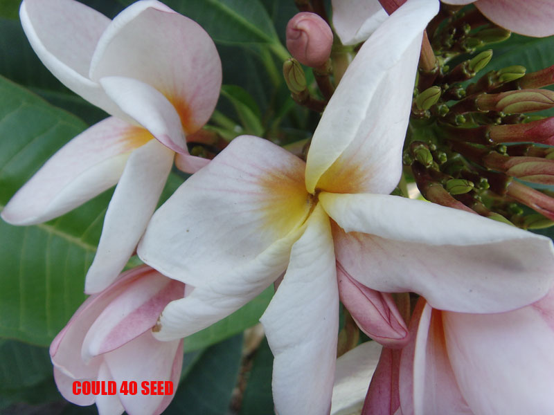 Plumeria -  Cloud