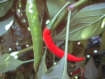 Cobra India - C. annuum