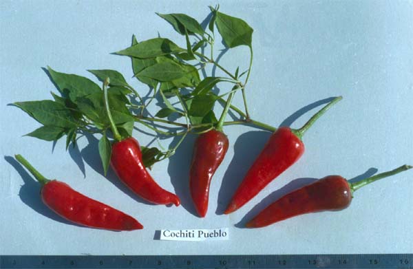 Pueblo - Chilli