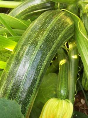 Cocozelle Zucchini Squash