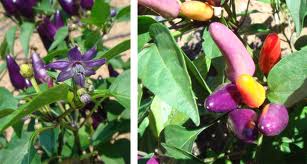 Confetti – C. annuum