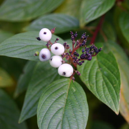 Hvid Kornel - Cornus alba