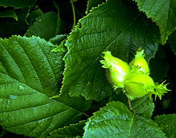 Amerikansk Hassel - Corylus americana