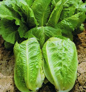 Cos - Romaine salat