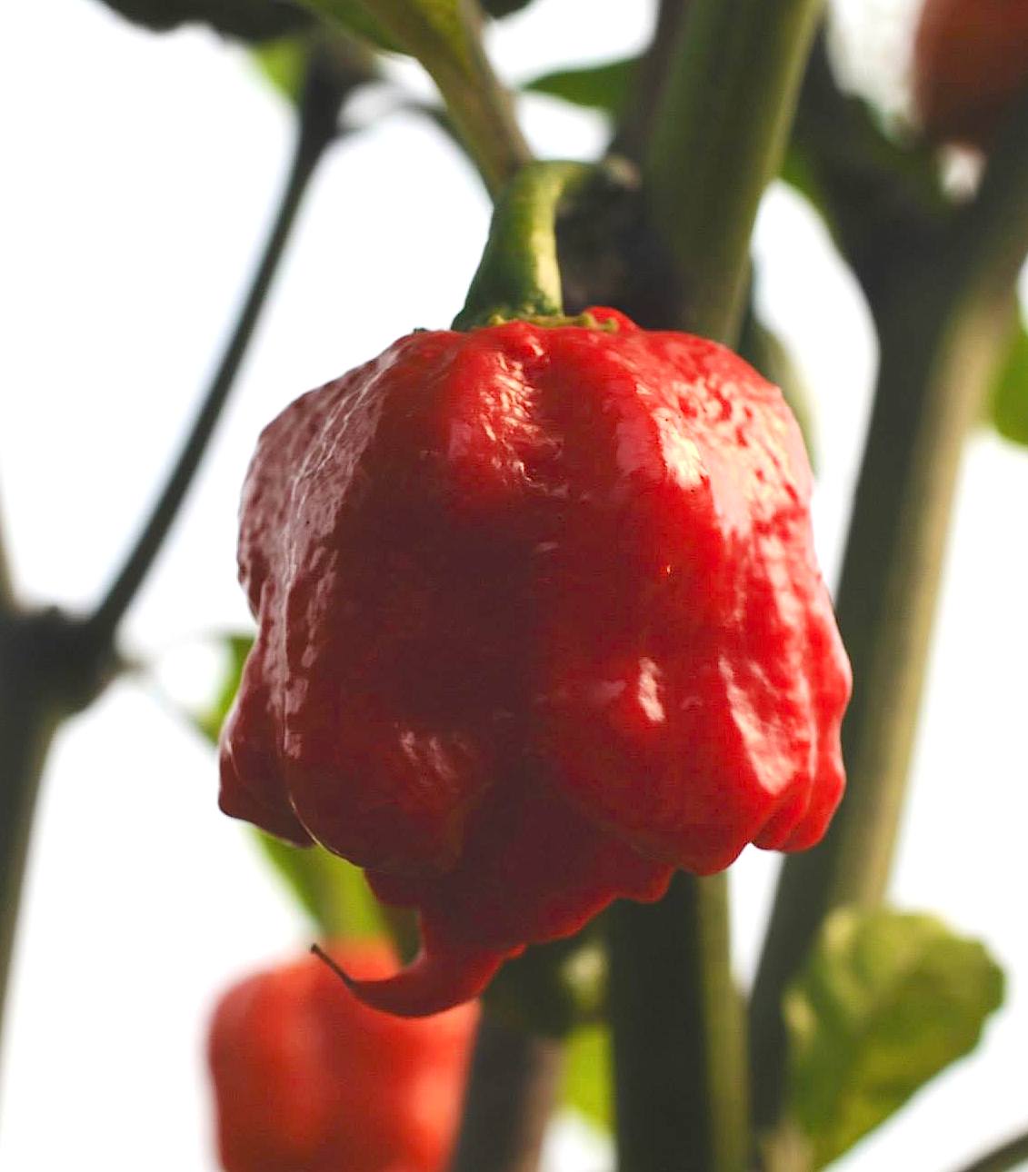 Carolina Reaper - C. chinense