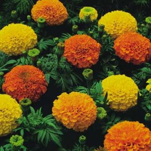 Tagetes - Crackerjack