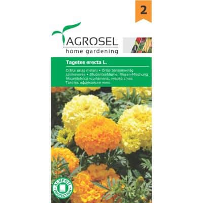 Tagetes Erecta - PG2